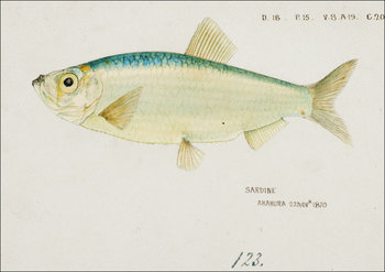 Antique fish Sardine , F. E. Clarke - plakat 60x40 cm - Galeria Plakatu