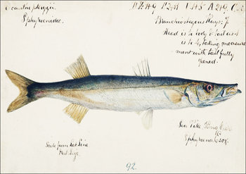 Antique fish Sphyraena novaehollandiae, F. E. Clarke - plakat 29,7x21 cm - Galeria Plakatu