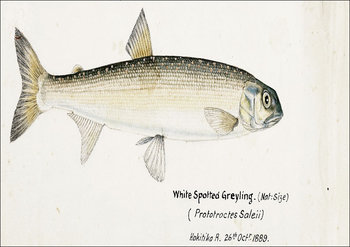 Antique fish White Spotted Greyling, F. E. Clarke - plakat 70x50 cm - Galeria Plakatu