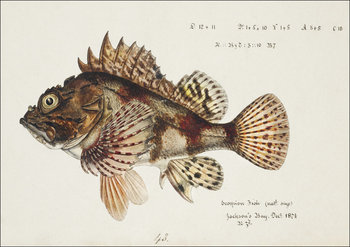 Antique Red Scorpion fish, F. E. Clarke - plakat 42x29,7 cm - Galeria Plakatu