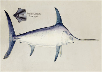 Antique Sword fish, F. E. Clarke - plakat 29,7x21 cm - Galeria Plakatu