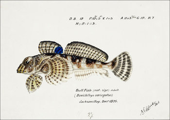 Antique Thornfish, F. E. Clarke - plakat 42x29,7 cm - Galeria Plakatu