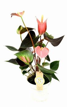 Anturium Rainbow Champion Anthurium P14 - DIXIE STORE