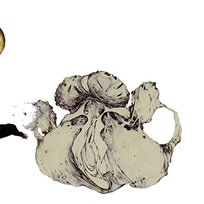 Ape of Naples, płyta winylowa Coil