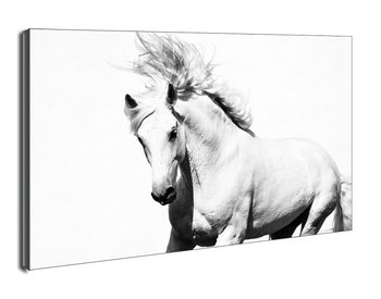 Arabski Koń - obraz na płótnie 60x40 cm - Galeria Plakatu