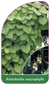 Aristolochia macrophylla etykieta szkółkarska - Inny producent