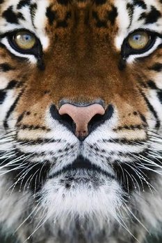 Artnapi 40x50cm Malowanie Po Numerach - Tygrysie spojrzenie - Na Drewnianej Ramie - artnapi