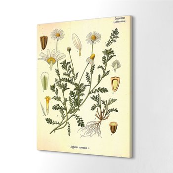 ArtprintCave, Canvas dekoracja Rumian polny Natura kwiat, 60x80 cm - ArtPrintCave