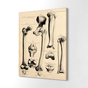 ArtprintCave, Canvas ozdoba ścienna John Fotherby Anatomia 40x60 cm - ArtPrintCave