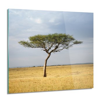 ArtprintCave, Drzewo sawanna widok Foto na szkle, 60x60 cm - ArtPrintCave