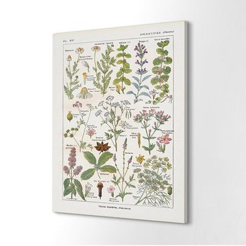 ArtprintCave, Fotografia na płótnie 40x60 cm Nauka rośliny Natura, - ArtPrintCave
