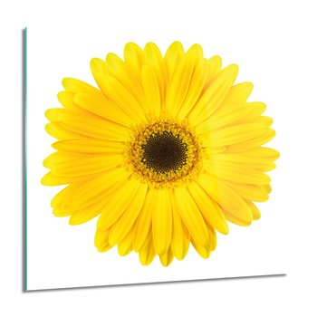 ArtprintCave, Gerber kwiat płatki Obraz szklany ścienny, 60x60 cm - ArtPrintCave