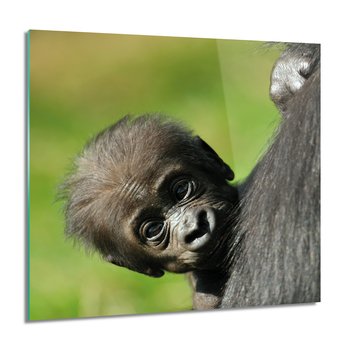 ArtprintCave, Goryl małpa dziecko do salonu Foto na szkle, 60x60 cm - ArtPrintCave