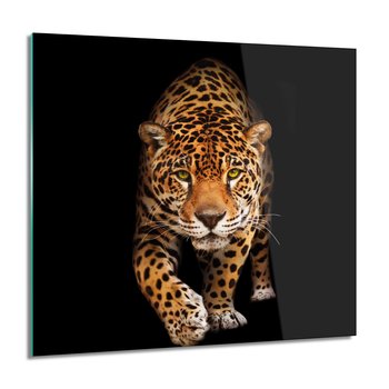 ArtprintCave, Jaguar kot foto-obraz Obraz szklany, 60x60 cm - ArtPrintCave