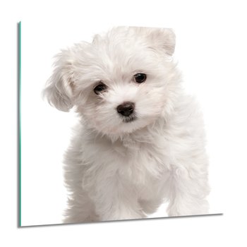 ArtprintCave, Maltańczyk pies foto szklane ścienne, 60x60 cm - ArtPrintCave