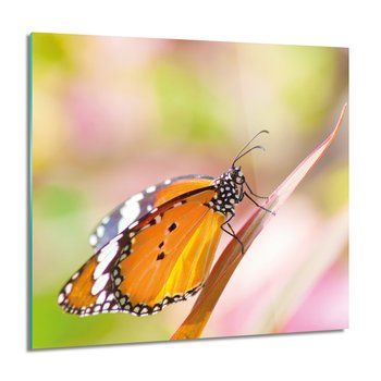 ArtprintCave, Motyl owad trawa do sypialni foto na szkle, 60x60 cm - ArtPrintCave