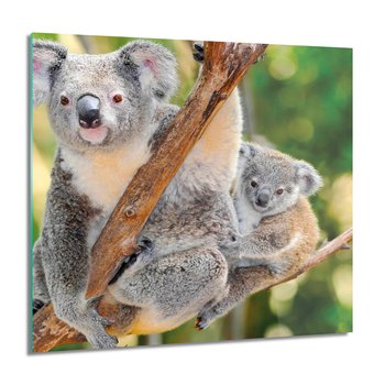 ArtprintCave, Obraz na szkle, Rodzina koala drzewo, 60x60 cm - ArtPrintCave
