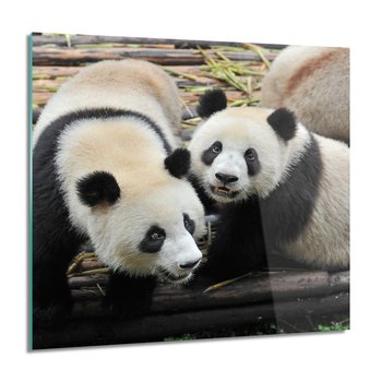 ArtprintCave, Obraz na szkle, Rodzina pandy, 60x60 cm - ArtPrintCave