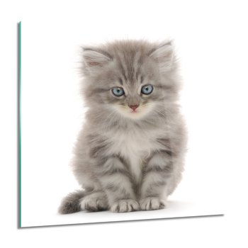 ArtprintCave, Obraz na szkle, Siedzący mały kot, 60x60 cm - ArtPrintCave