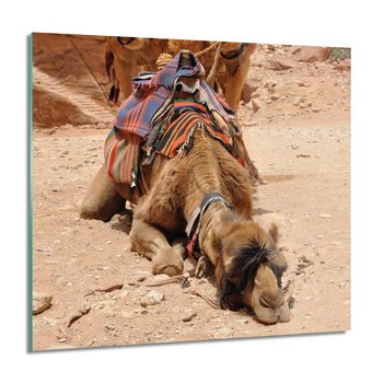 ArtprintCave, Obraz na szkle, Wielbłądy pustynia, 60x60 cm - ArtPrintCave