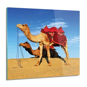 ArtprintCave, Obraz na szkle, Wielbłądy pustynia, nowoczesne, 60x60 cm - ArtPrintCave