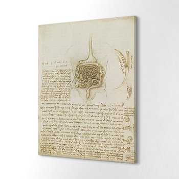 ArtprintCave, Wydruk na płótnie, Jelita żołądek Da Vinci, 60x80 cm - ArtPrintCave