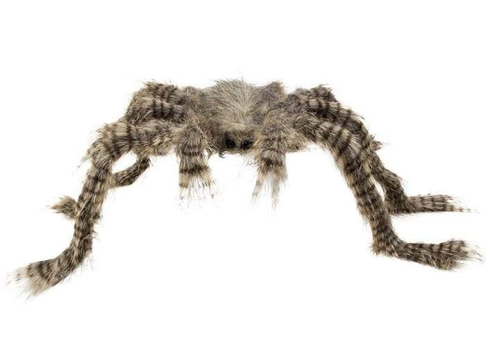 Aster, dekoracja na Halloween, pająk gigant