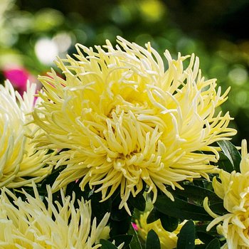 Aster Igiełkowy wysoki żółty nasiona kwiatów - Toraf