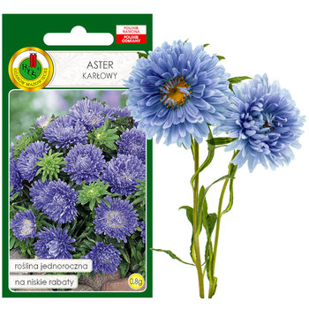 Aster Karłowy Niebieski Na Rabaty Kwiat Nasiona - PNOS