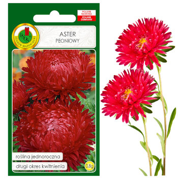 Aster Peoniowy Czerwony Na Rabaty Kwiat Nasiona - PNOS