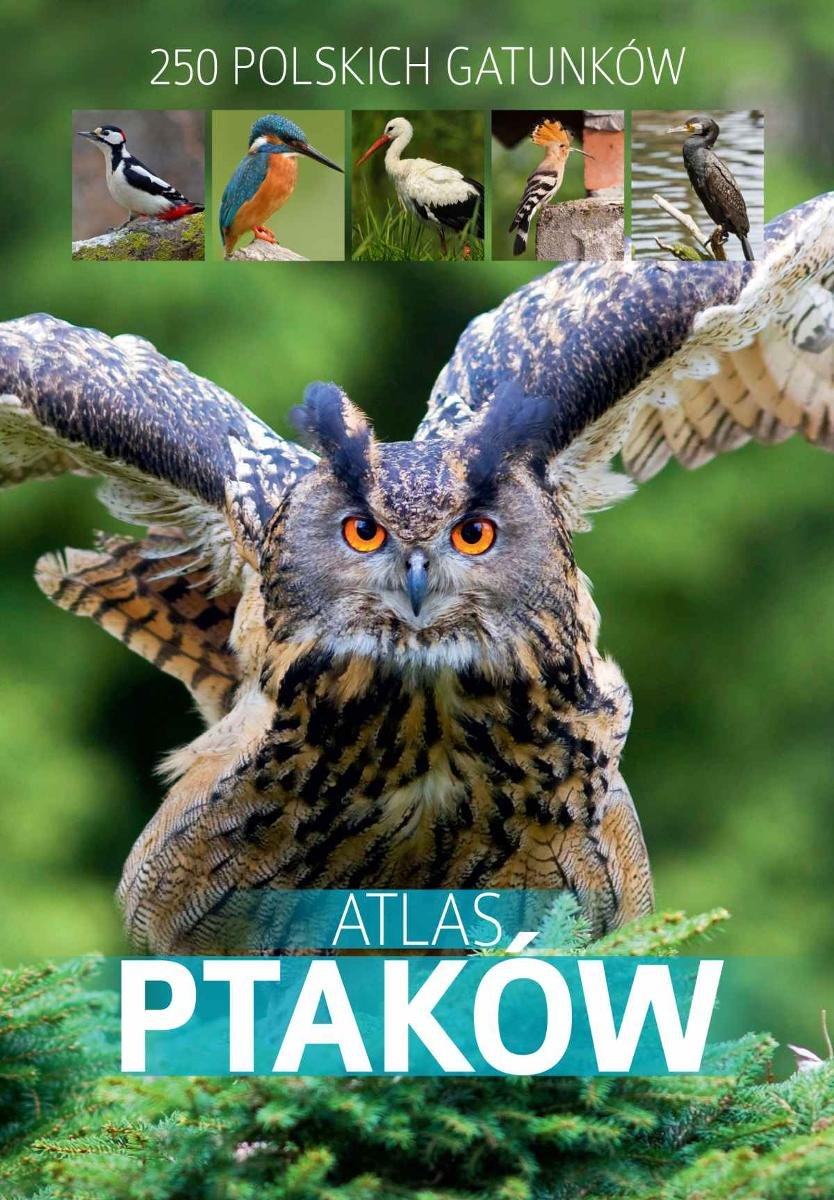 Program Telewizyjny O Ptakach żyjących W Polsce Atlas ptaków - Marchowski Dominik | Ebook Sklep EMPIK.COM