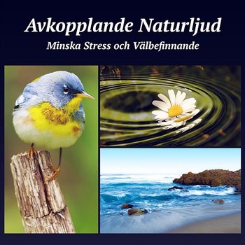 Avkopplande naturljud: Helande sånger för yoga meditation, Sömn, Reiki, Minska stress och välbefinnande - Helande Instrumentalmusik Akademi
