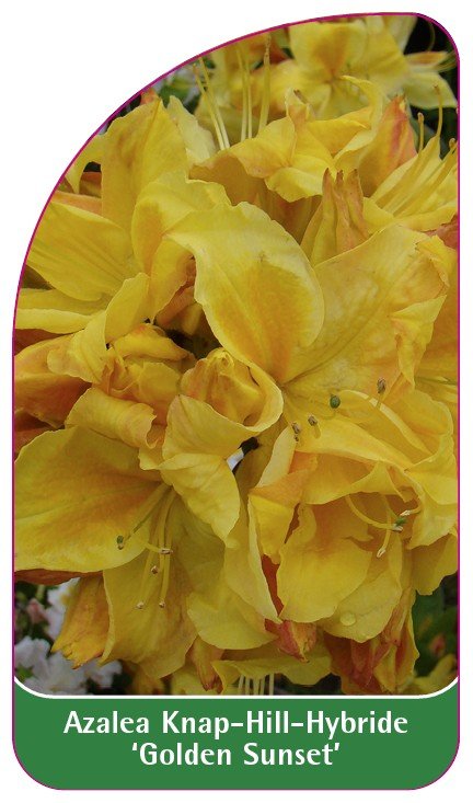 Azalea 'Golden Sunset' - B etykieta - Euroflora | Sklep EMPIK.COM