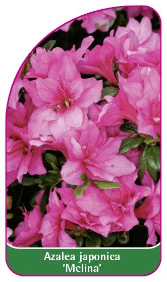 Azalea B Azalea japonica 'Melina' -B etykieta - Euroflora | Sklep EMPIK.COM