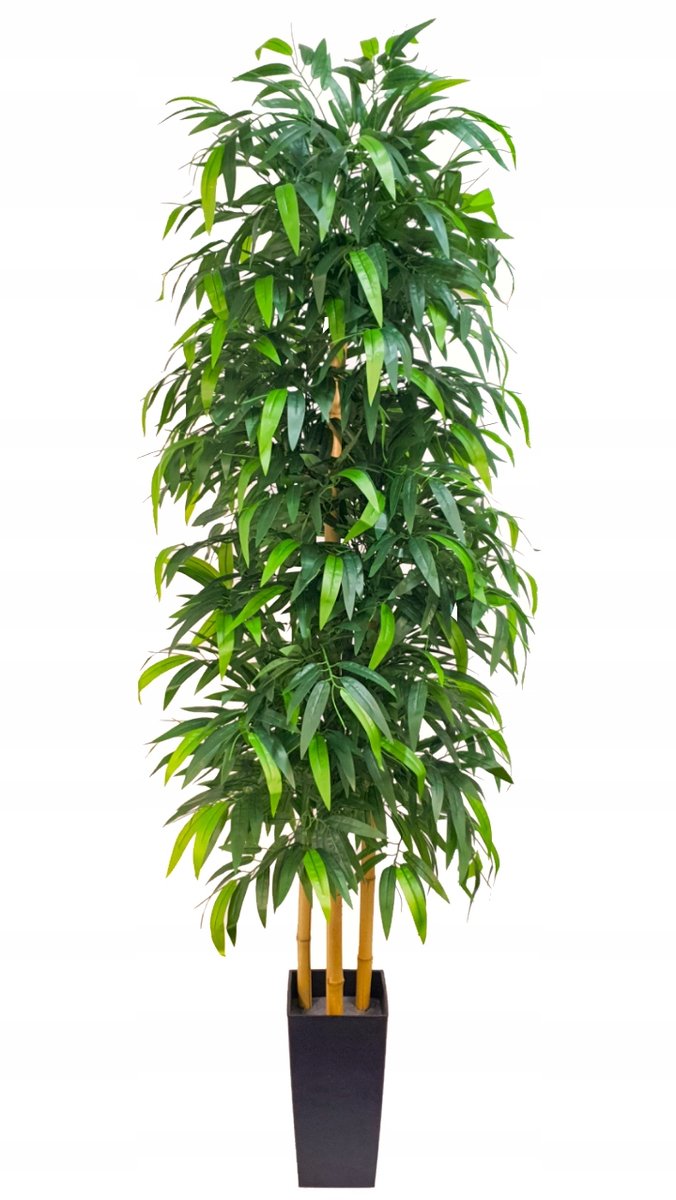 calathea musaica kaufen Calathea Musaica – The Plant Boys