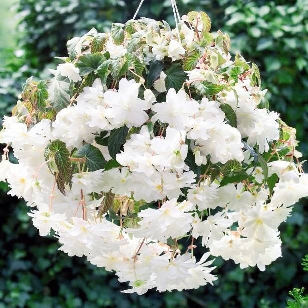 Begonia Pendula Zwisaj ca Bia a 1 Szt Cebule Cebulki Kr lik Sklep begonia-pendula-zwisaj-ca-bia-a-1-szt-cebule-cebulki-kr-lik-sklep