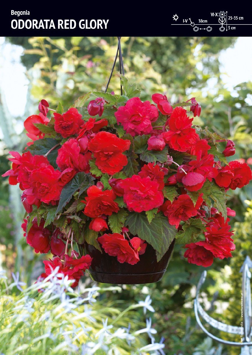 Begonia Zwisająca Pełna Pachnąca Odorata Red Glory BENEX Sklep