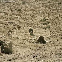 Ben Howard: Noonday Dream, płyta winylowa Unknown, Ben Howard