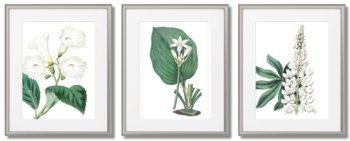 Białe Kwiaty- Plakaty Botaniczne - DEKORAMA