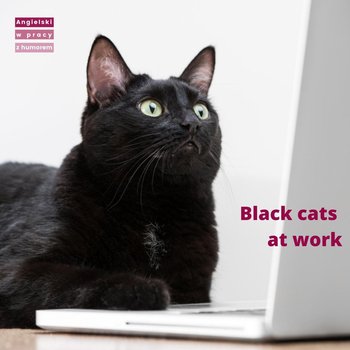 Black cats at work. Lekcja angielskiego do pracy - z humorem! - podcast - Sielicka Katarzyna