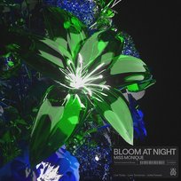 Bloom At Night Miss Monique