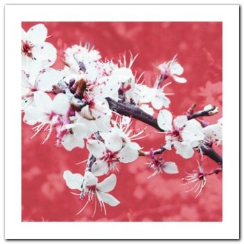Blossom In Pink plakat obraz 50x50cm - Wizard+Genius