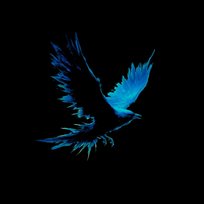 Bluebird Kuba Kluza