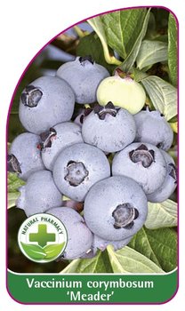 Borówka 'Meader' (mini) etykieta szkółkarska - Inny producent