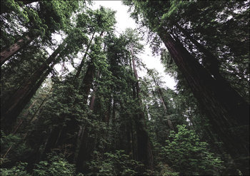 Bottom up view of tall trees at Redwood National and State Parks, United States, Northern California., Carol Highsmith - plakat 100x70 cm - Galeria Plakatu