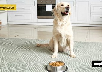 Brak apetytu u psa – przyczyny. Jak zachęcić psa do jedzenia?
