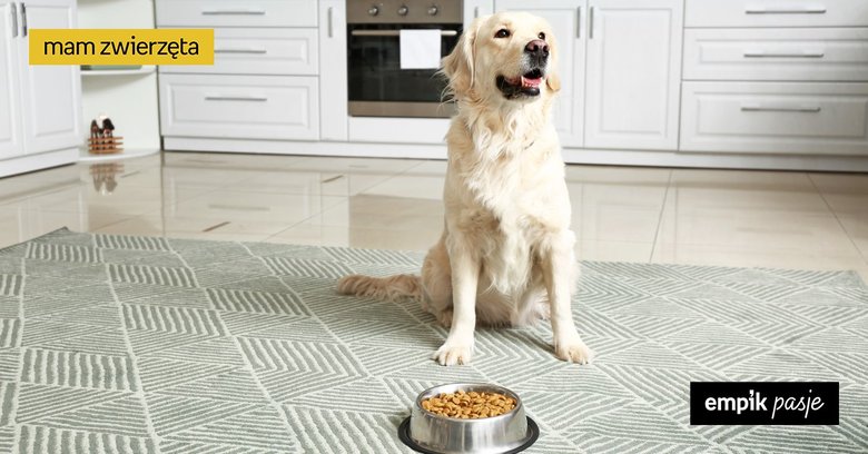 Brak apetytu u psa – przyczyny. Jak zachęcić psa do jedzenia?