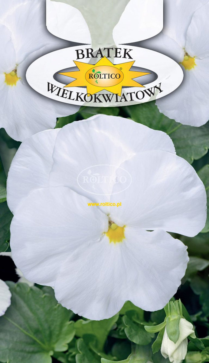 BRATEK OGRODOWY BIAŁY 0,5g - Inna marka | Sklep EMPIK.COM