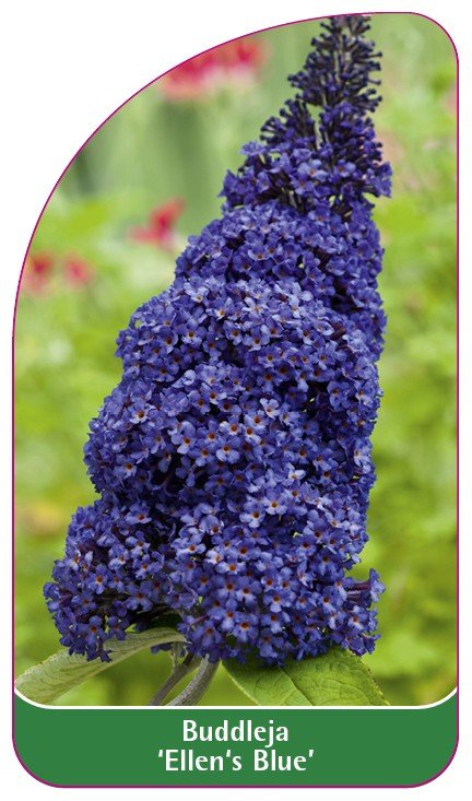 Inny producent Inny Producent Buddleja 'Ellen's Blue' Etykieta Szkółkarska