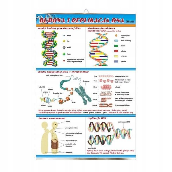 Budowa I Replikacja DNA Genetyka Plansza Plakat - VISUAL System | Sklep ...